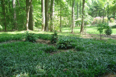 Planting Projects Maryland